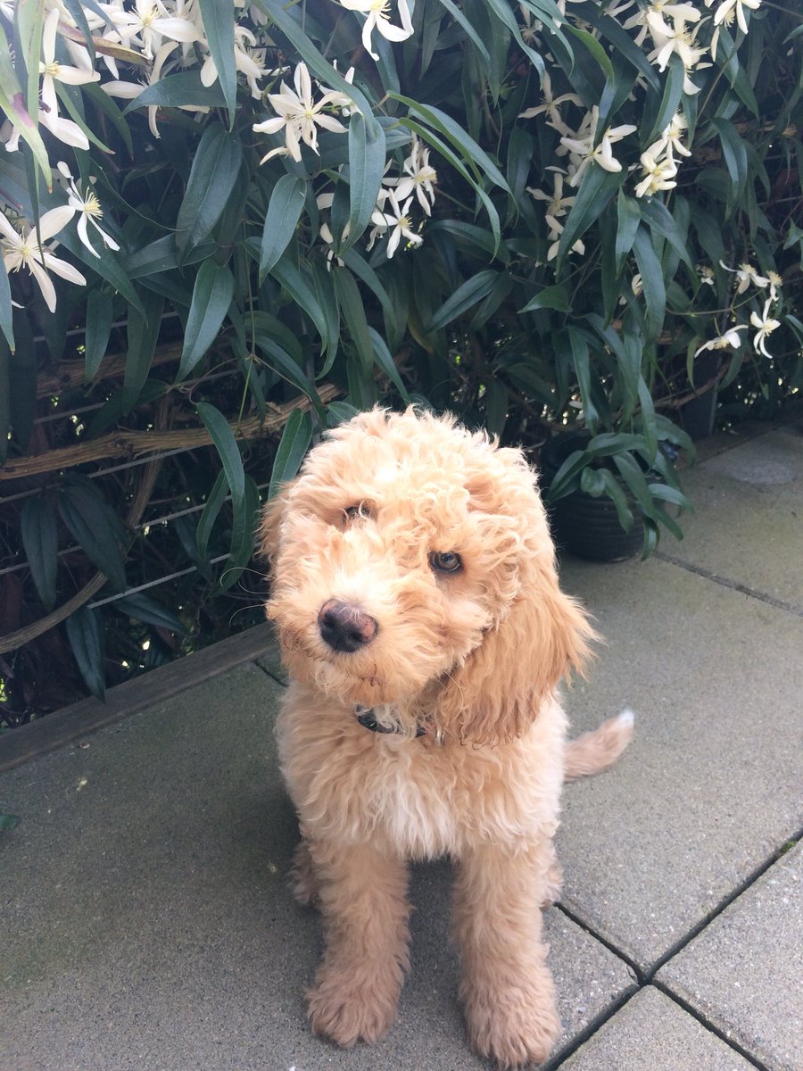 SniffSeattle's tweet image. Houston, Ollie, Spy Ball and Bourbon. #dogsofseattle 😀❤️ ~ Kendall from Team Sniff