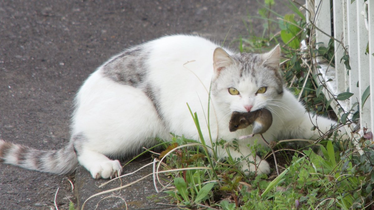 深谷知広 Twitterissa 猫って本当にネズミ食べるんですね トムとジェリー 早起きして写真撮りに行って良かった