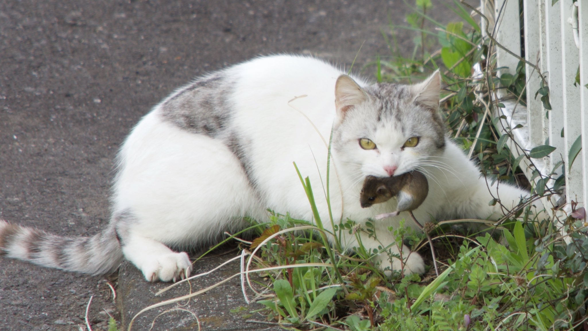 深谷知広 猫って本当にネズミ食べるんですね トムとジェリー 早起きして写真撮りに行って良かった T Co Gskmb4g6dp Twitter