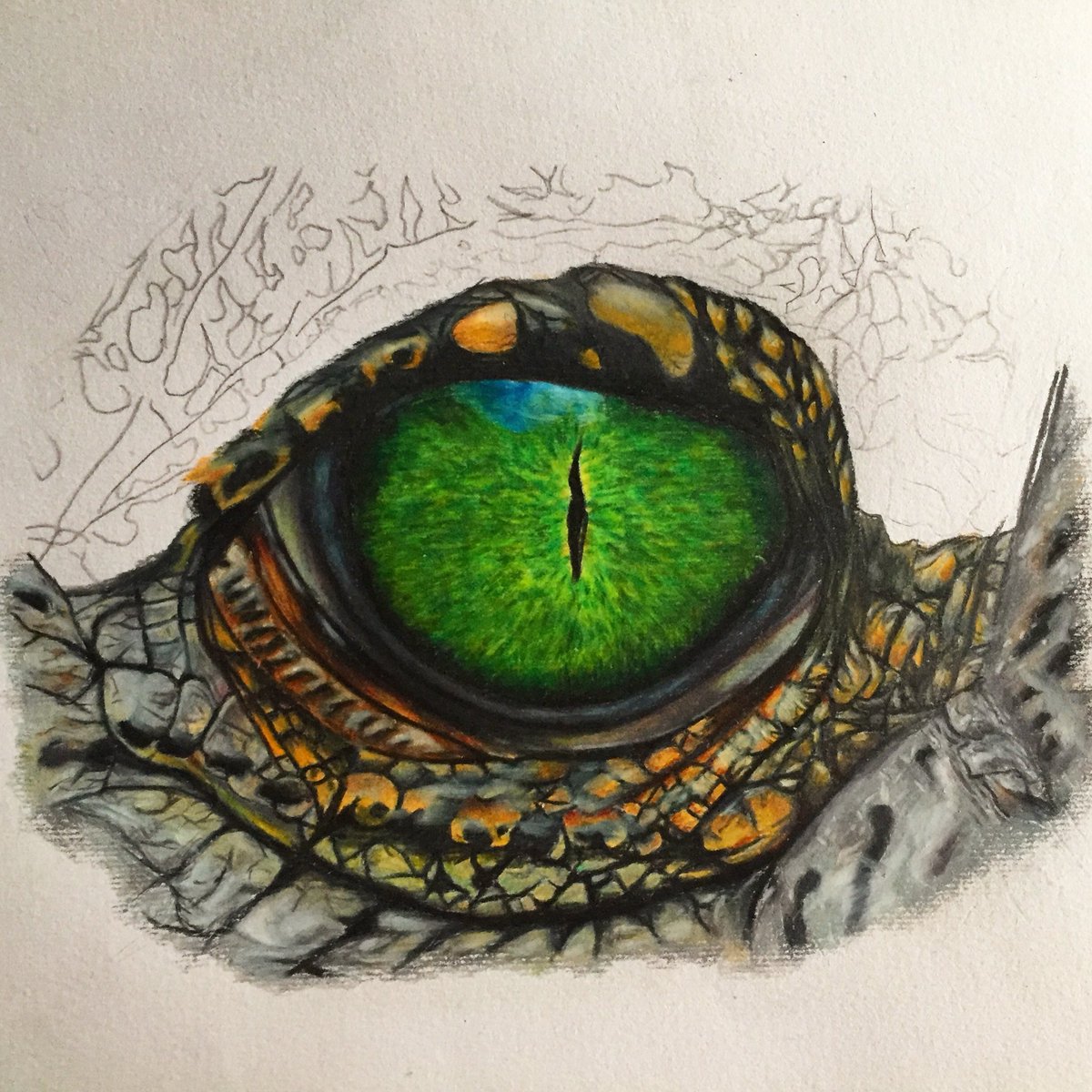 I love how the colors turned out on this one. I hope that tomorrow I will finish this piece. 
#drawing #realisticdrawing #sketch #eyedrawing #drawings #sketch #alligator #crocodile #reptile #reptiledrawing #prismacolor #colorpencil #artdiscover #wildlife #nationalgeographic