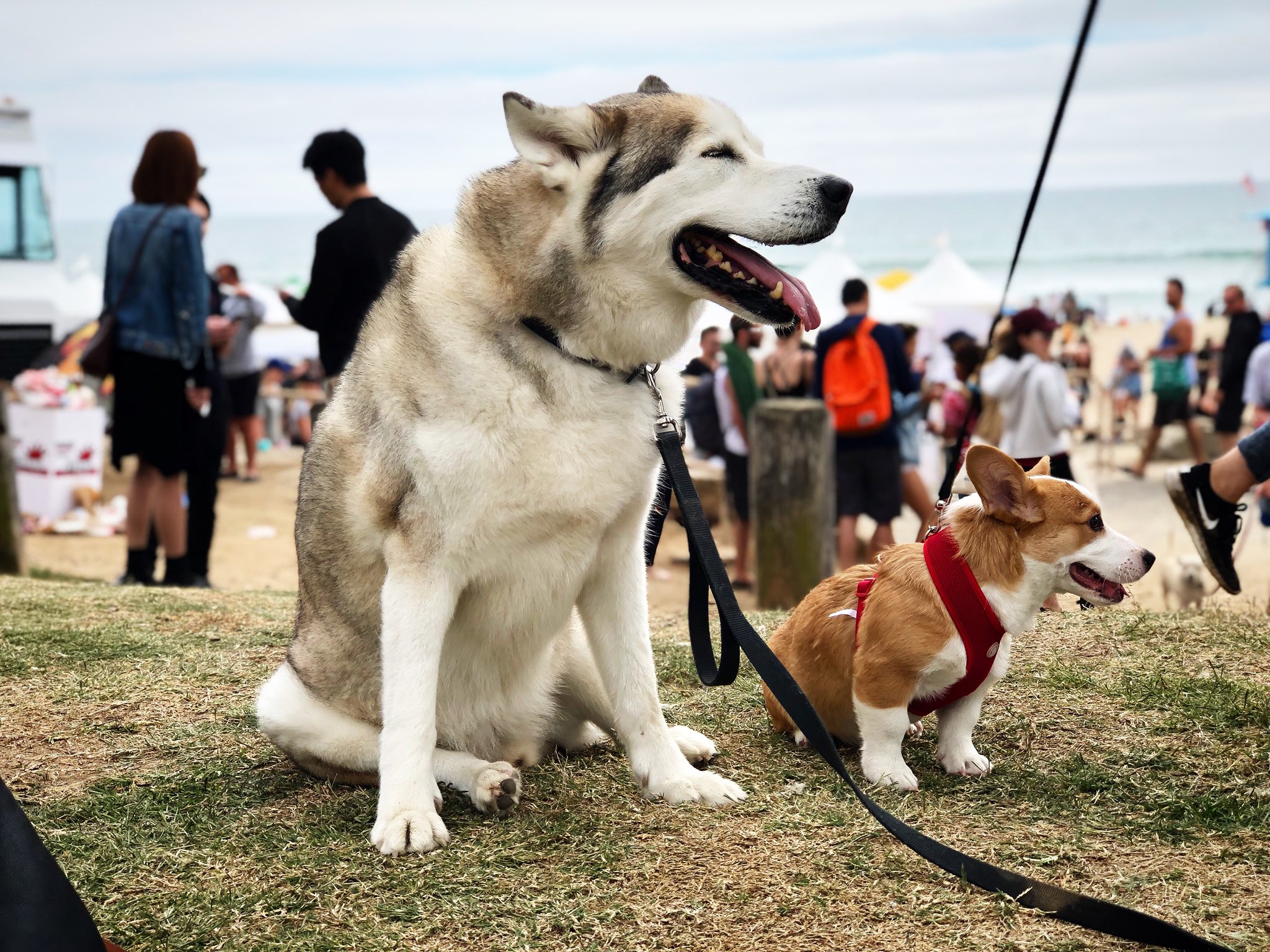 Simu Liu åˆ˜æ€æ…• On Twitter I Went To Corgi Beach Day Last Weekend And Now I M Spreading The Good Cheer On Twitter I Know Some Of You Might Be Having A Rough Day Have A Look At The Cutest Dogs Around And Know That It Will Get Better Https T