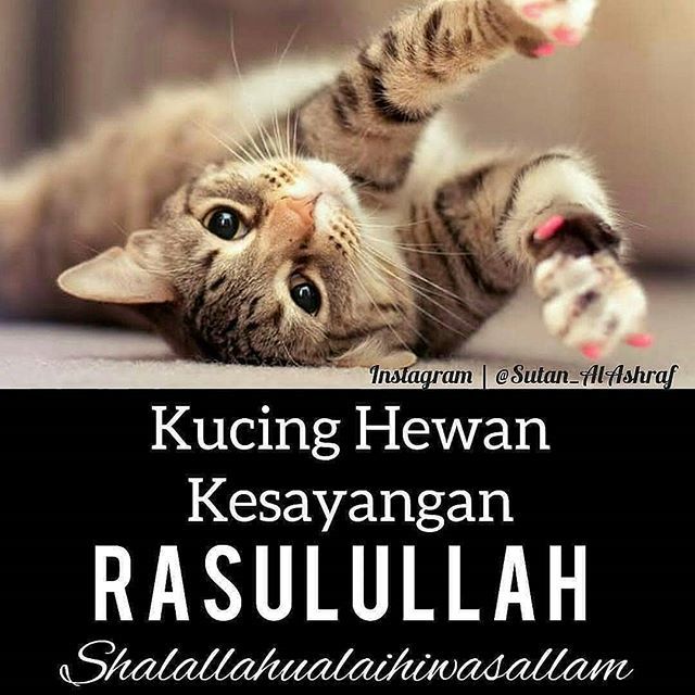 Bukutausiyahcinta On Twitter Kisah Mueeza Kucing Kesayangan Rasulullah ﷺ Diceritakan Dalam Suatu Kisah Nabi Muhammad ﷺ Memiliki Seekor Kucing Yang Diberi Nama Mueeza Suatu Saat Dikala Nabi Hendak Mengambil Jubahnya Di
