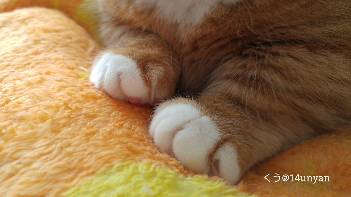 けしかライン Twitter Search