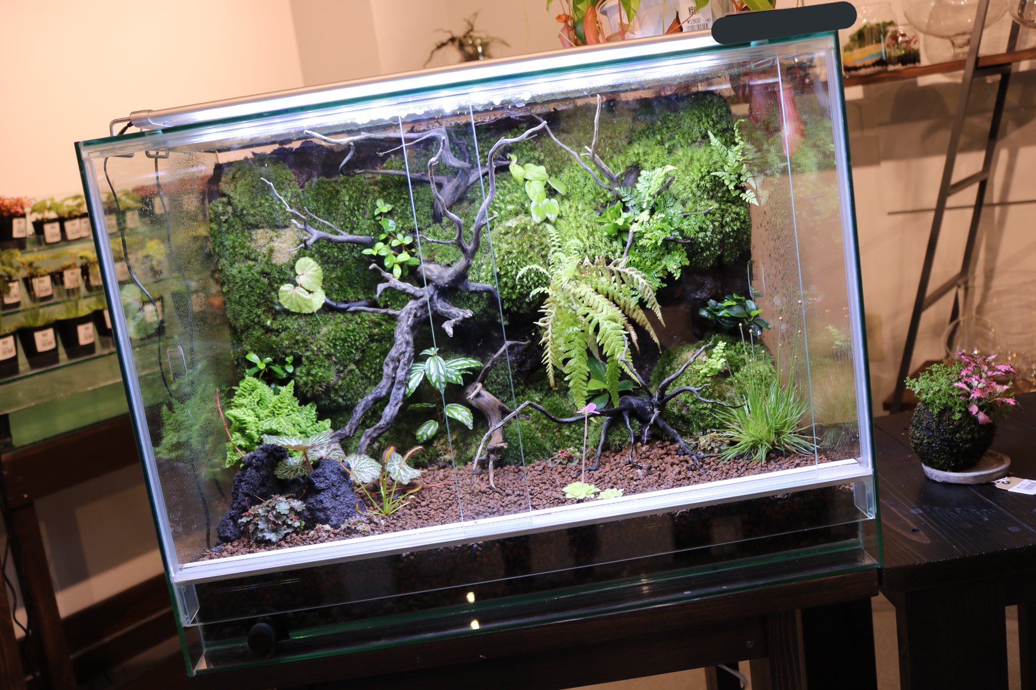 Hanatsumugi Green 壁面パルダリウム ケージ型パルダリウム 小さな苔リウムなどなど 各種販売 オーダー受け付けております お気軽にお問い合わせください パルダリウム 壁面 壁面緑化 観葉植物 Green 多肉植物 苔 苔リウム