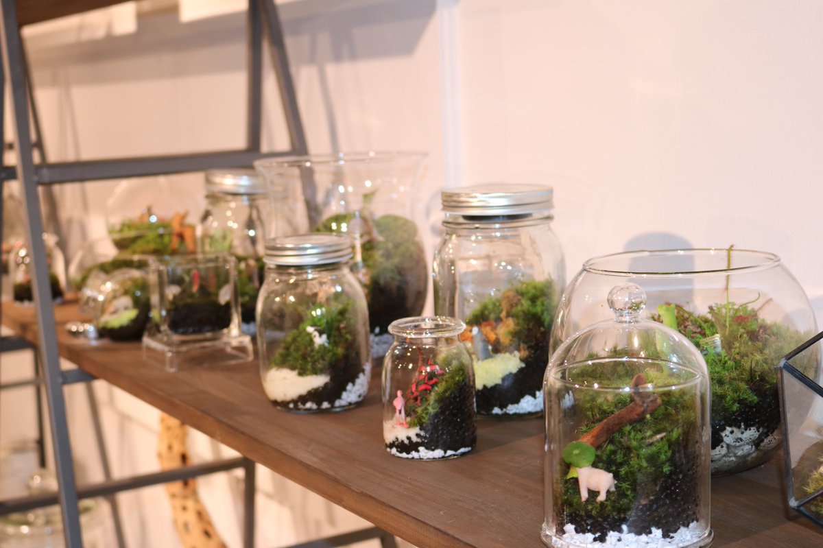 Hanatsumugi Green 壁面パルダリウム ケージ型パルダリウム 小さな苔リウムなどなど 各種販売 オーダー受け付けております お気軽にお問い合わせください パルダリウム 壁面 壁面緑化 観葉植物 Green 多肉植物 苔 苔リウム 苔テラリウム