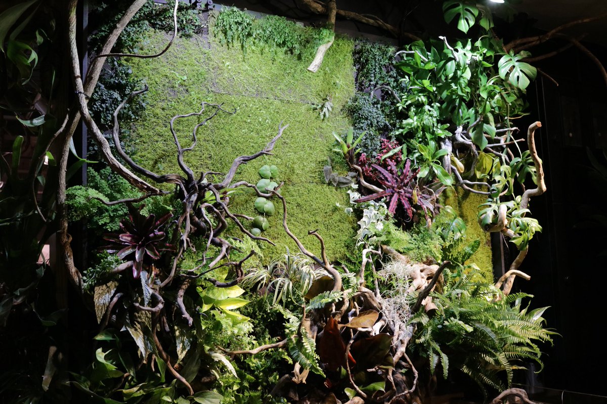 Hanatsumugi Green Twitter પર 壁面パルダリウム ケージ型パルダリウム 小さな苔リウムなどなど 各種販売 オーダー受け付けております お気軽にお問い合わせください パルダリウム 壁面 壁面緑化 観葉植物 Green 多肉植物 苔 苔リウム 苔テラリウム