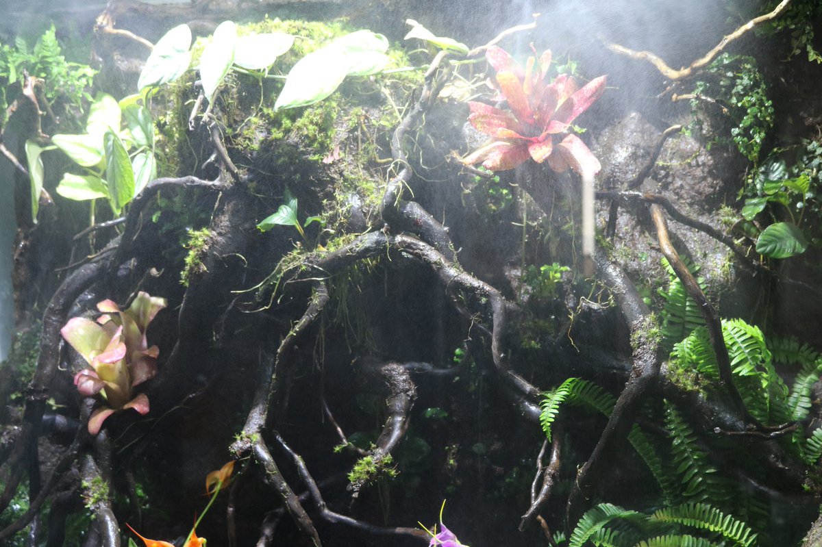 Hanatsumugi Green 壁面パルダリウム ケージ型パルダリウム 小さな苔リウムなどなど 各種販売 オーダー受け付けております お気軽にお問い合わせください パルダリウム 壁面 壁面緑化 観葉植物 Green 多肉植物 苔 苔リウム 苔テラリウム