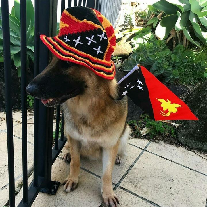 Photo via | ari the german shepherd 💯💓💓
Go #teampng at the #gc2018 Commonwealth Games! Wish I could come and support, I’ll be barking for you from the backyard!! #PapuaNewGuinea 🇵🇬🇵🇬🇵🇬  #germanshepherd ift.tt/23mKKgu