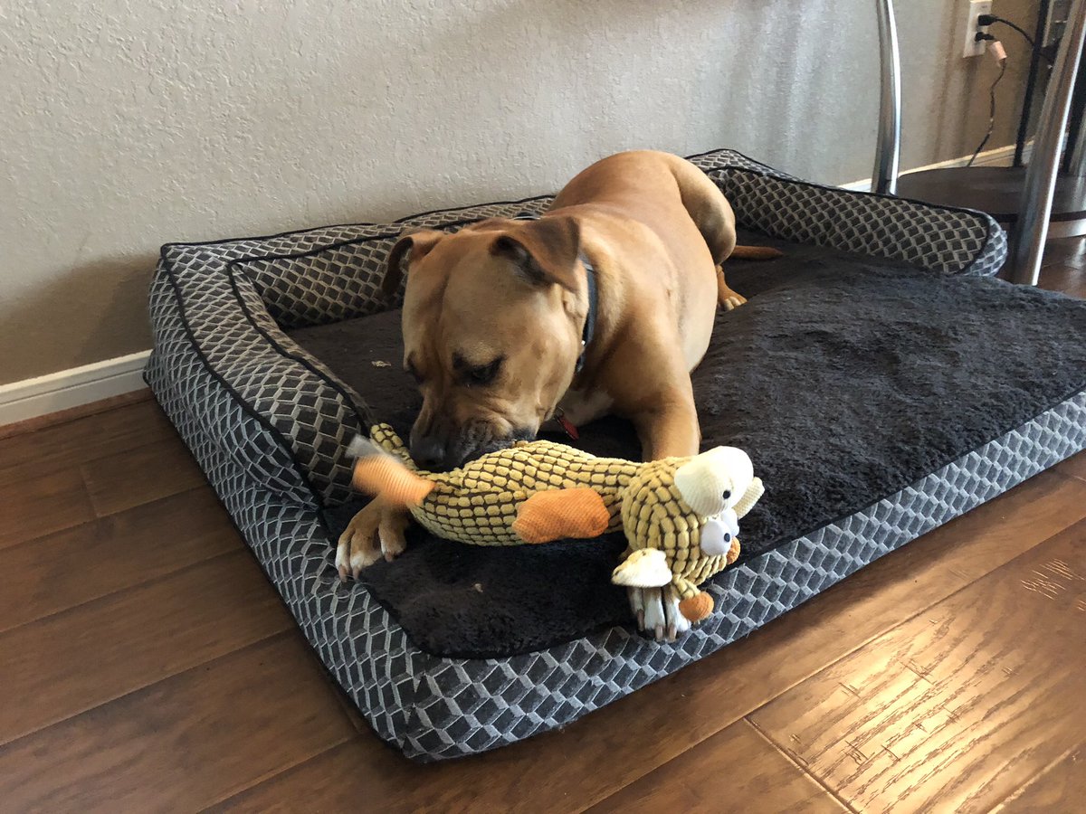 MelvinGordonIII's tweet photo. I love my new toy. #horrifiedgiraffe https://t.co/nFtuF0yhpN