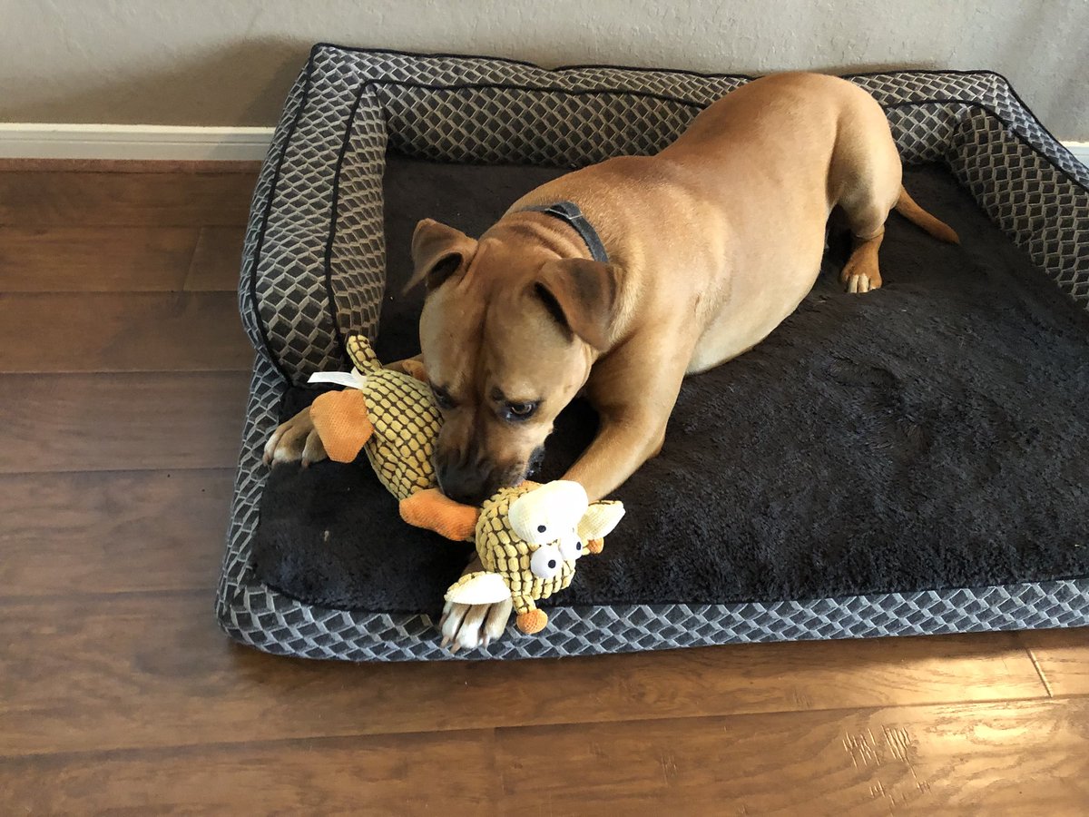 MelvinGordonIII's tweet photo. I love my new toy. #horrifiedgiraffe https://t.co/nFtuF0yhpN