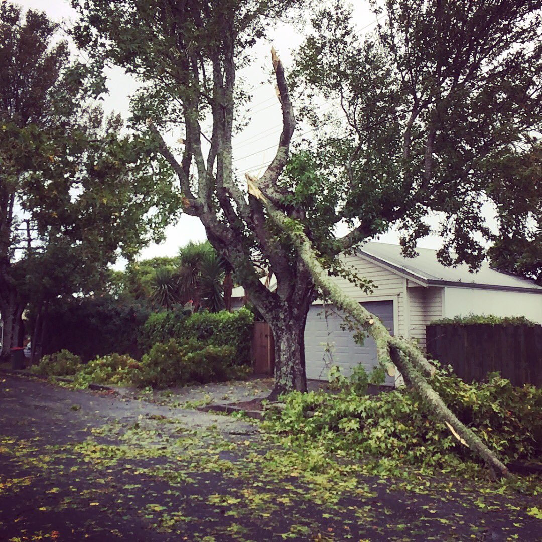 TraversReynolds's tweet photo. Pt Chev tree down zone - we might be a few days without power here. https://t.co/qqyGTPthqK