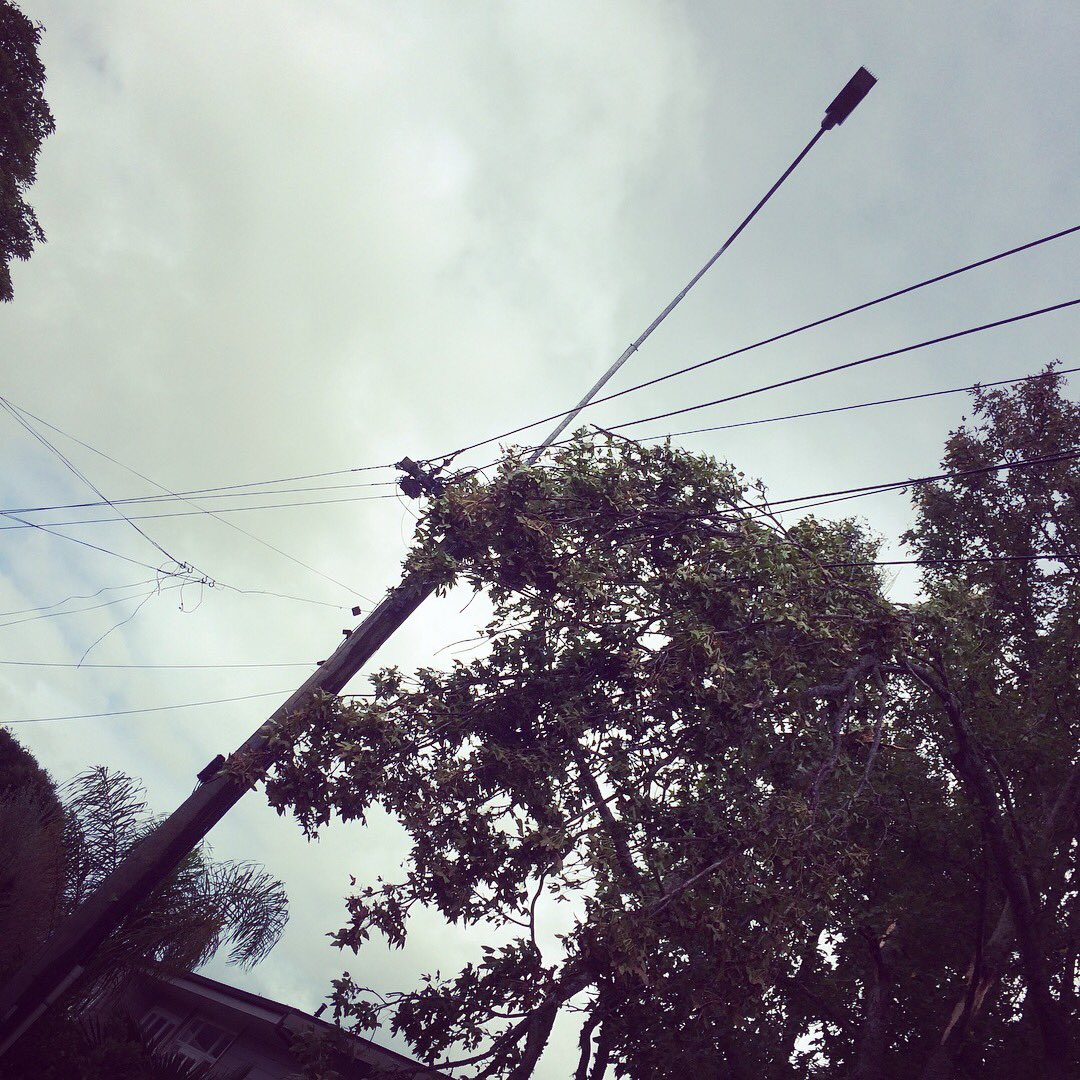 TraversReynolds's tweet photo. Pt Chev tree down zone - we might be a few days without power here. https://t.co/qqyGTPthqK