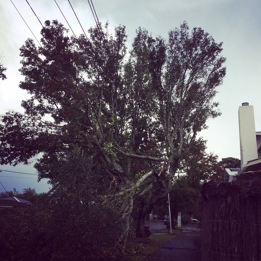TraversReynolds's tweet photo. Pt Chev tree down zone - we might be a few days without power here. https://t.co/qqyGTPthqK