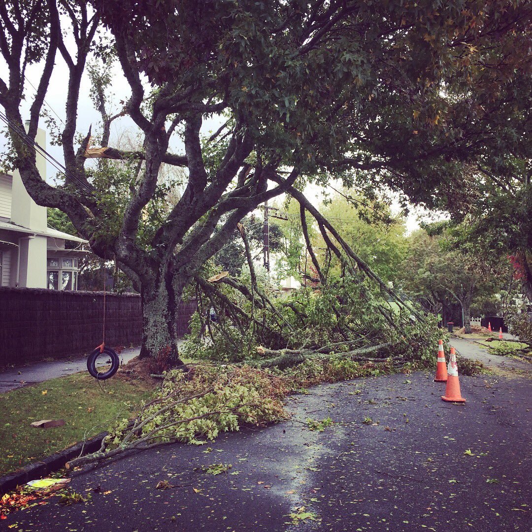TraversReynolds's tweet photo. Pt Chev tree down zone - we might be a few days without power here. https://t.co/qqyGTPthqK