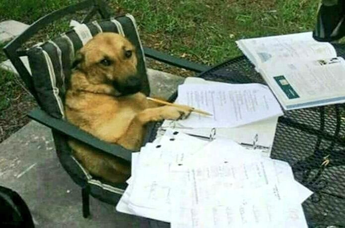 —O educas a ese perro o se va de la casa...
—