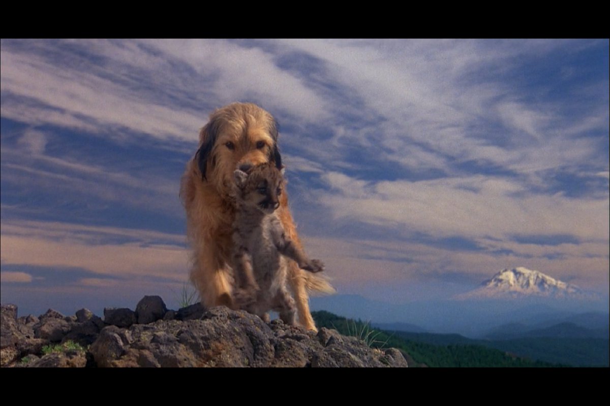 SequelRights's tweet photo. @podsummit All about the greatness that is #BenjitheHunted: https://t.co/e2Slz0DGCW Our #podcast covers film franchises with lots of sequels! We watch EVERY single one! https://t.co/XXOC4C8cqQ