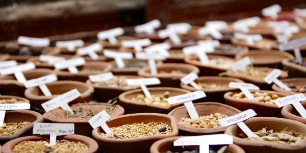 A Visit to Vandana Shiva's Navdanya Biodiveristy Farm: A Photo Essay ow.ly/L1MS30jqmqA