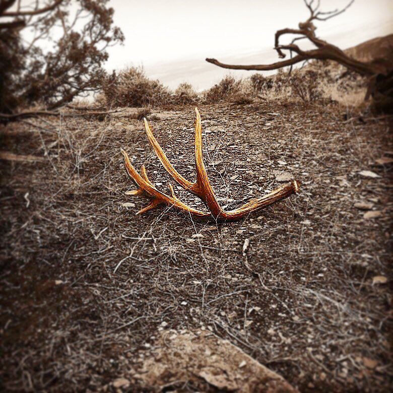 ColoradoTines's tweet photo. Big Brown Tines Up!! 😍😍😍 #tinesuptuesday #coloradotines #browngold #shedhunting #shedcrazy #sheds https://t.co/TxQSCKhd1Q