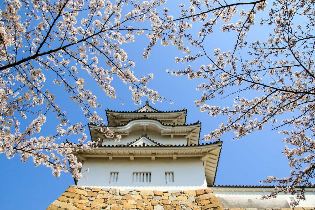 Kiyotaka Noda V Twitter 明石公園内にある明石城です ひつじさる櫓とたつみ櫓が かっこいいです 日本さくら名所100選にも選ばれていて お花見客でにぎやかでした 明石城 城 桜 春 風景 自然 写真 風景写真 写真部 景色 日本の風景 写真好き 一眼レフ