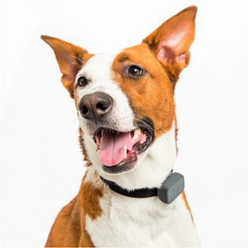 BaileyGreatPyr's tweet photo. https://t.co/0qx8KJryZN
BEST GPS DOG TRACKER - WHISTLE 3
SALE! $79.95 $20 OFF – NOW ONLY $59.95!
4/11-15 ONLY! USE CODE ‘PETSDAY’!
https://t.co/WHhCCYzcPx
#whistle #dogs #dog #breed #puppy #puppies #Puppieson7 #lovelypuppies #paws #CutestPet #cuteanimals #AnimalsRights https://t.co/sYIzMhe2Pt
