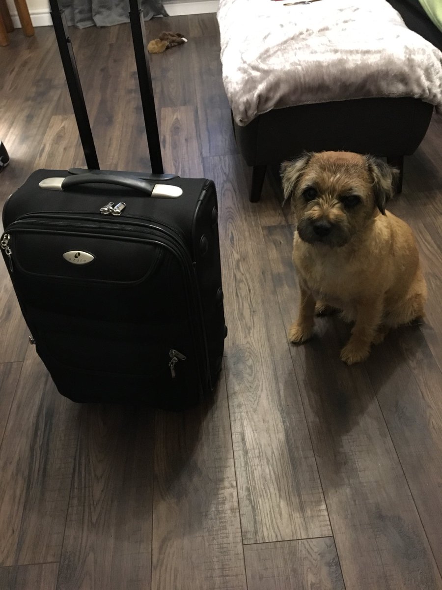 Please don’t go away Mama 😞🐶 #borderterrier #btposse