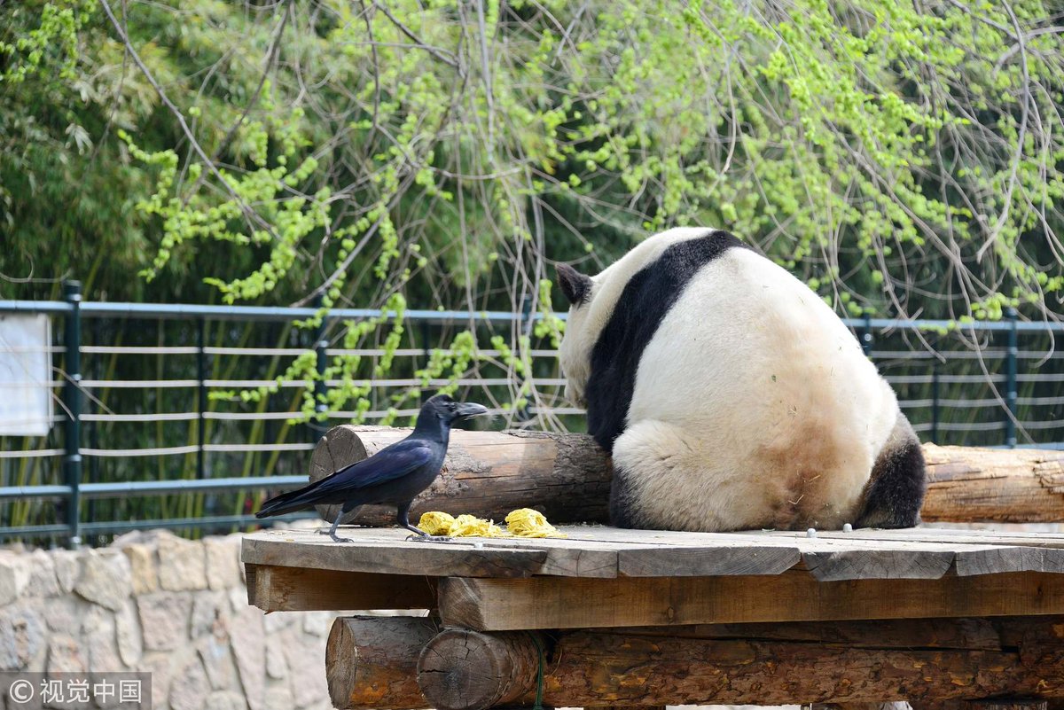 CCTV's tweet photo. A crow was caught on camera pulling off fur from a panda to make its nest at Beijing Zoo. The panda seemed unfazed, relaxing on a log the whole time. https://t.co/aRfxxhheRz