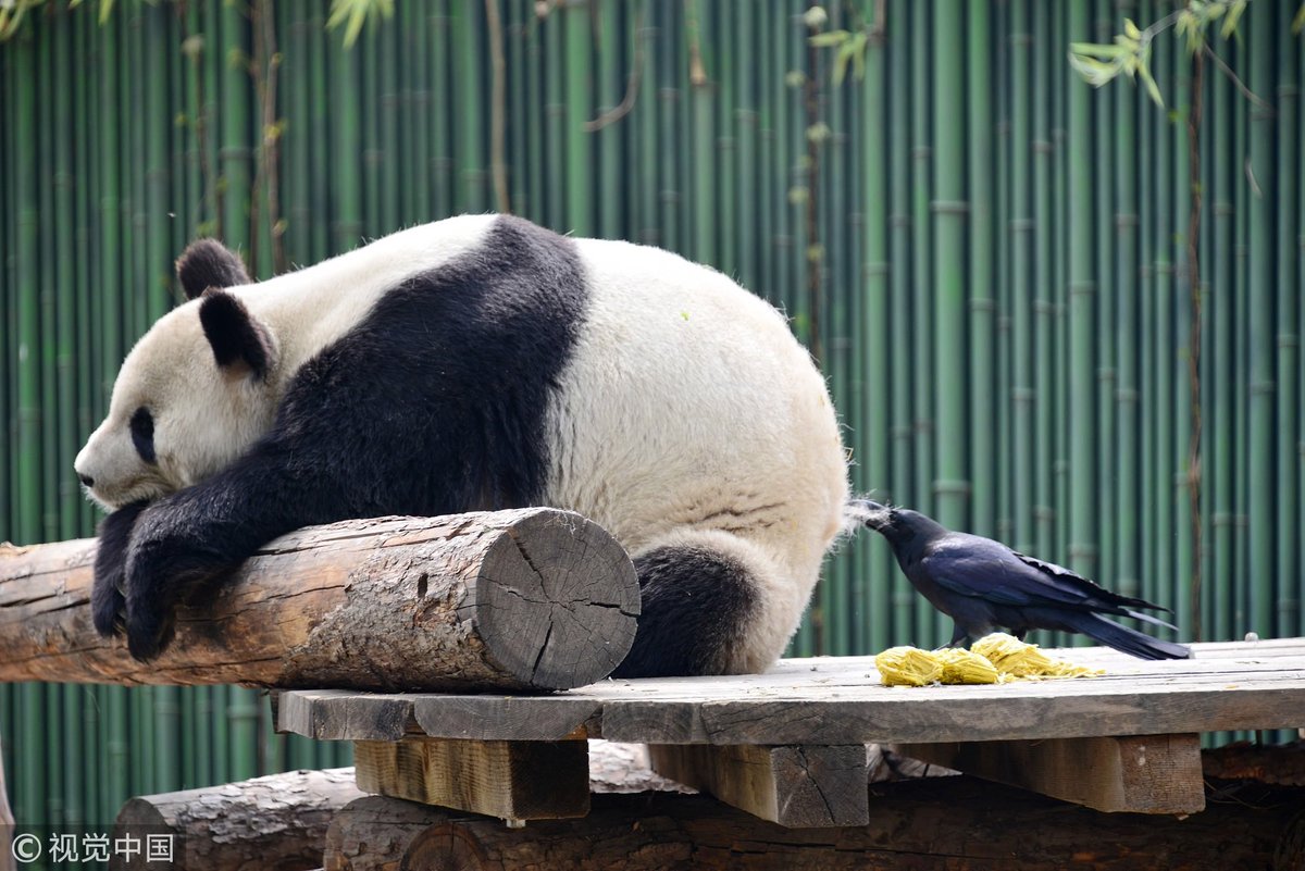 CCTV's tweet photo. A crow was caught on camera pulling off fur from a panda to make its nest at Beijing Zoo. The panda seemed unfazed, relaxing on a log the whole time. https://t.co/aRfxxhheRz