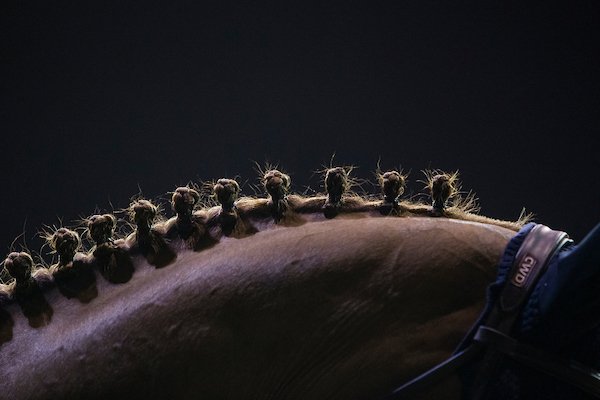 Isabeau de Laubry wint na GP Bonheiden nu ook GP Kronenberg. Illi Nobili en Jovita de Haquet tonen BWP-power in Cagnes-sur-Mer. <a href="/marlonzanotelli/">Marlon Zanotelli</a> <a href="/Maupiler/">Robinson Maupiler</a> belgian-warmblood.com/NL/nieuws/isab…