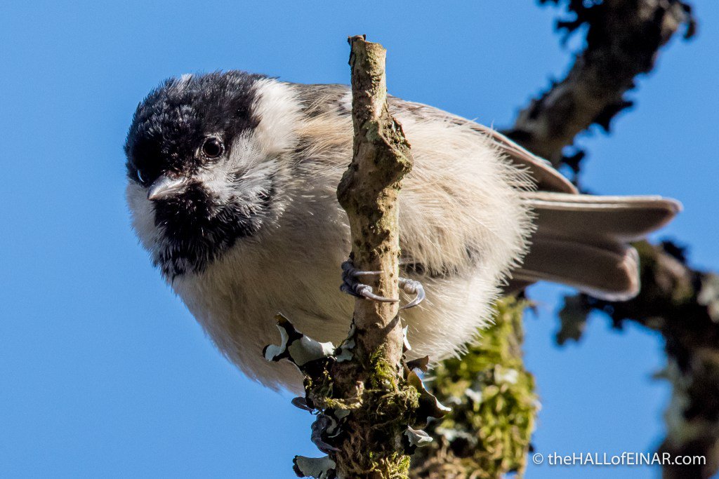 theHALLofEINAR's tweet image. New article: A Coal Tit record breaker #coaltits #wildblogs @Natures_Voice @Team4Nature300 thehallofeinar.com/2018/04/a-coal…