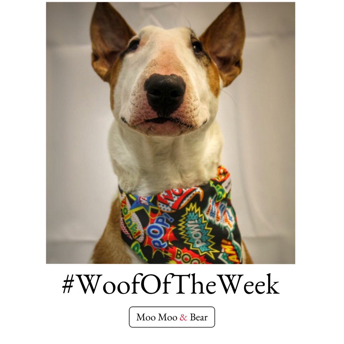 moomooandbearuk's tweet photo. #woofoftheweek - We have fallen head over paws for this little man Norman the #EBT 🖤🐾. He’s a ‘Superdog’ already competing in #agility, and his new ‘ka-boom’ set suits him perfectly.  
#dogsoftwitter 
#woofwoofwednesday 

https://t.co/xrAb1c3UTy https://t.co/sXZxM9XXBq