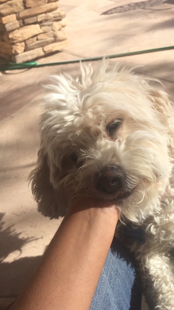 adiddles's tweet image. before and after i call him a good boy❤️