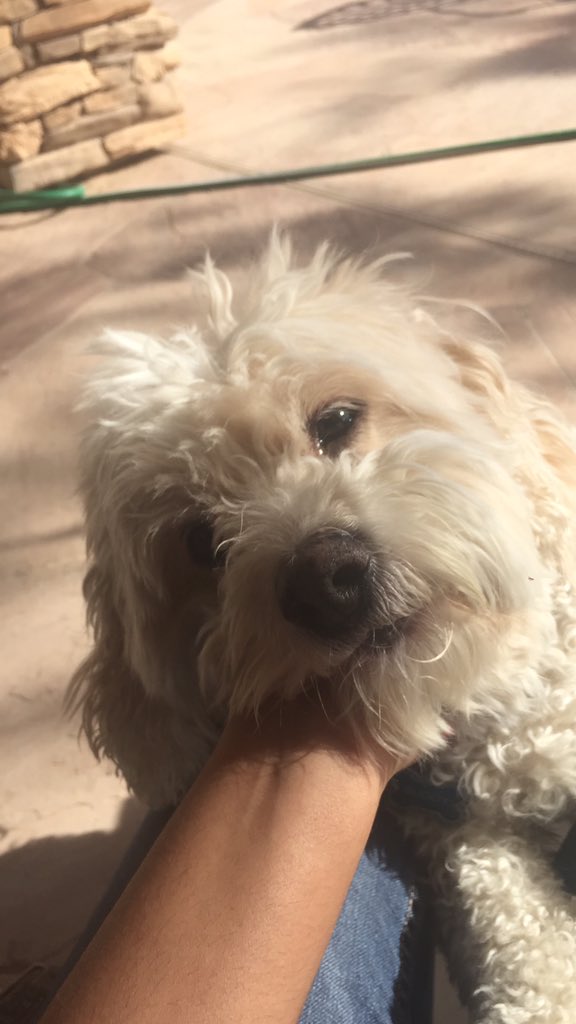 adiddles's tweet image. before and after i call him a good boy❤️