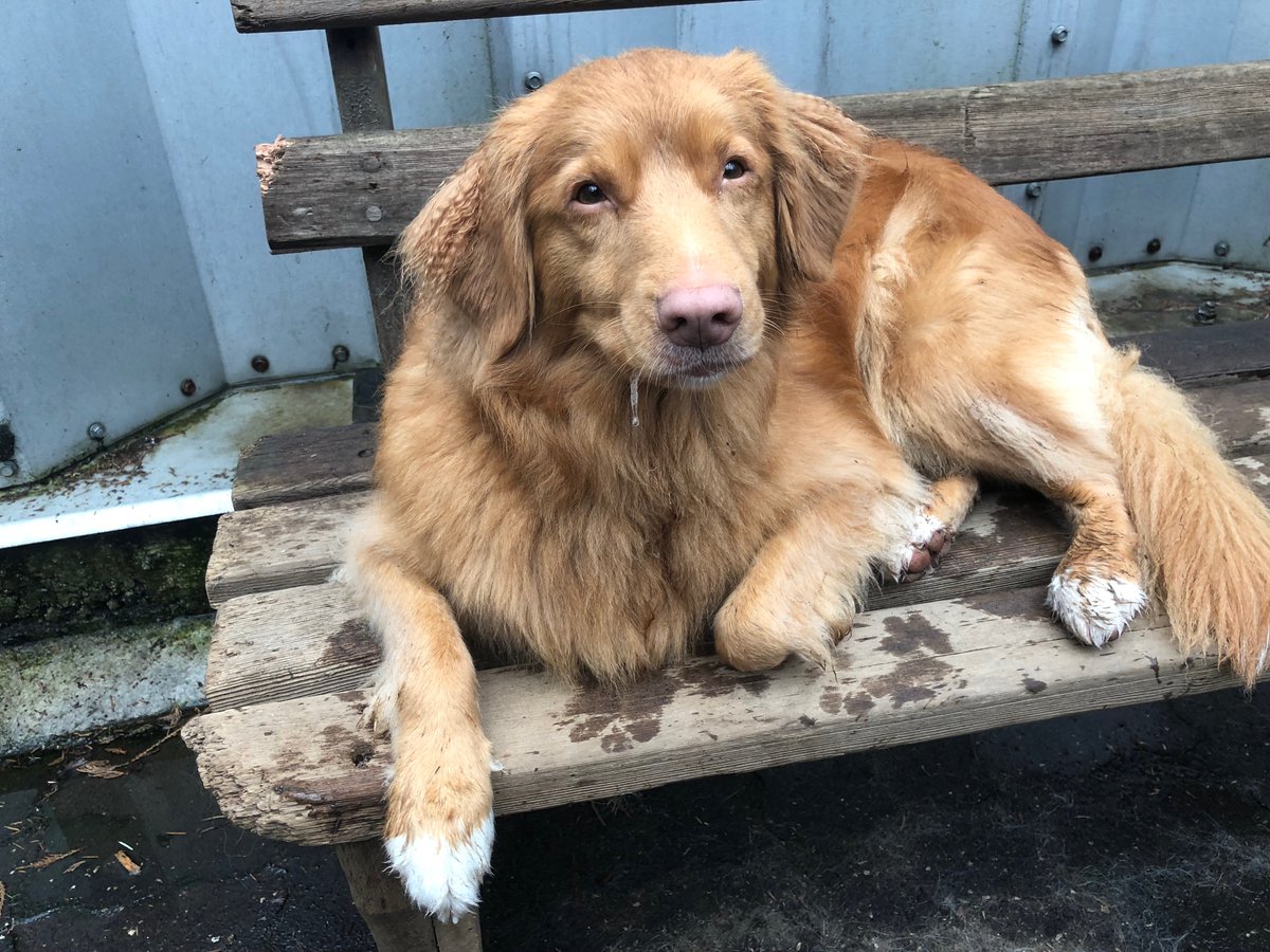 bowendogranch's tweet photo. Oh sweet Aggie, hanging on the bench. ๐๐๐พ #dogsoftwitter #cutestpups https://t.co/CGZZ6xVQAe