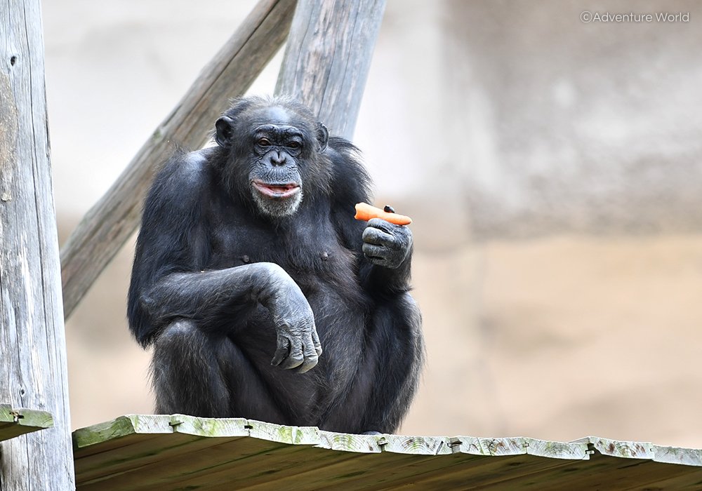 どことなく貫禄を感じるチンパンジーの座り方。手に持っているのは