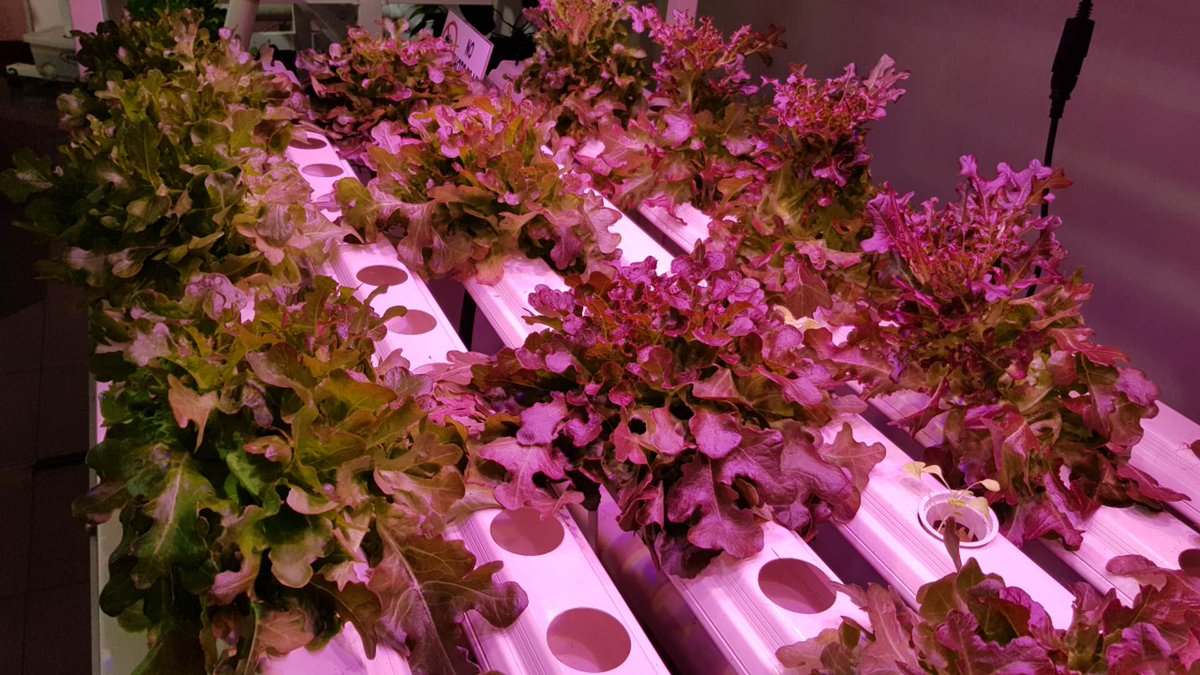 CTLiteTech's tweet photo. No red at first, after three days become red to black. Very awesome test result!!✌✌
Thanks for this very nice customer from Indonesia🙏🙏❤️❤️❤️❤️❤️❤️❤️
#CTLiteLEDGrowLight #Growlettuce #Verticalfarm #Greenhouse #Indoorgrow https://t.co/Q4evXHlwYQ