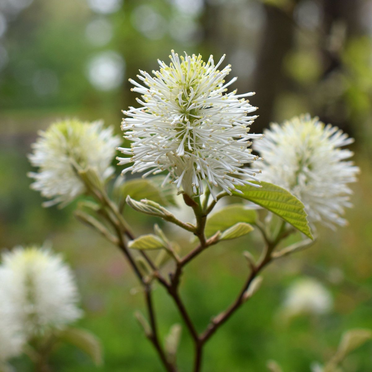 GNPSociety's tweet photo. Fothergilla is a great native shrub for full sun; this one is Fothergilla 'Mt Airy', blooming now for early butterflies. #plantnative https://t.co/eW57kaSDtz