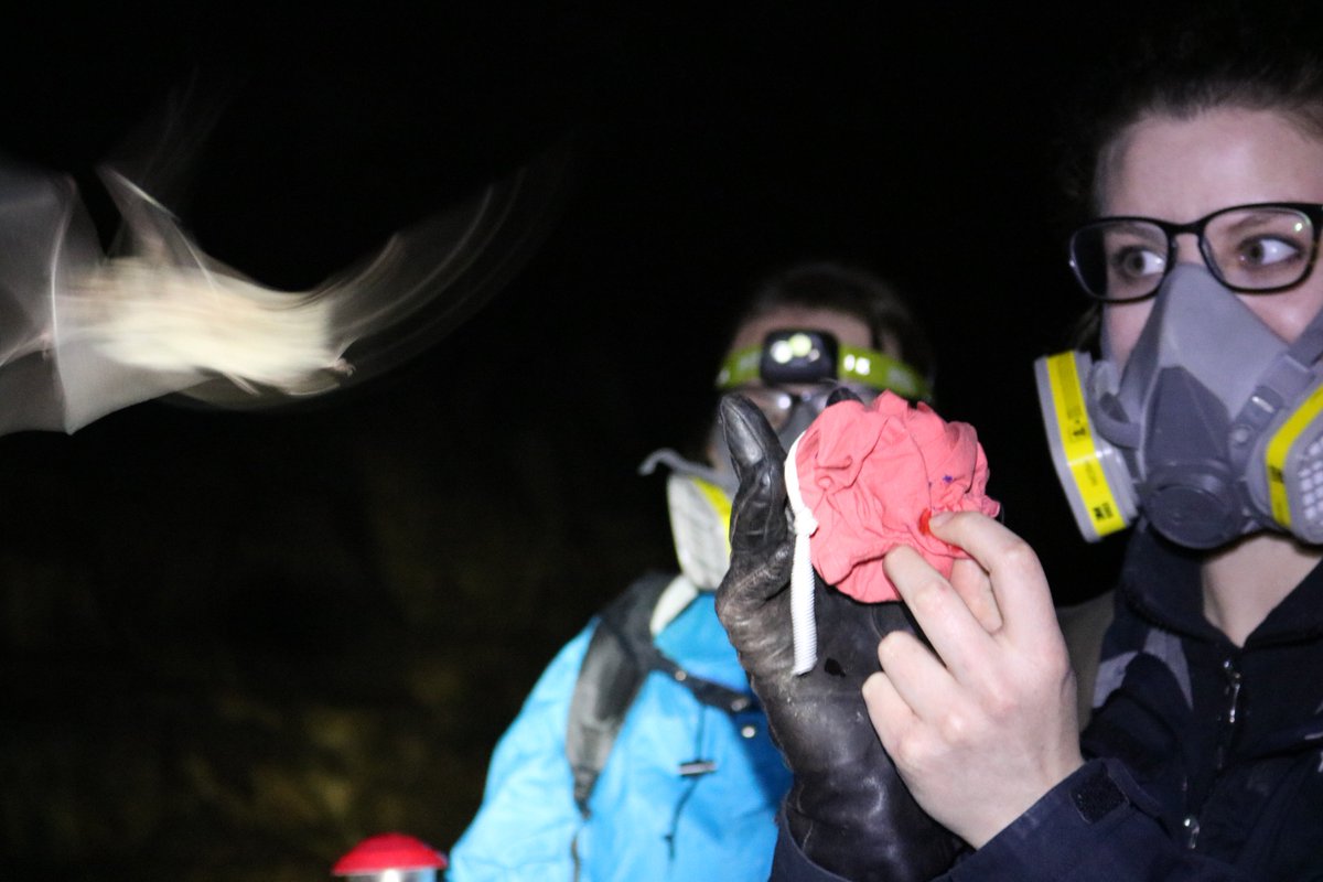 nicolettarig's tweet photo. releasing #bats after a #nutritionalecology experiment in the lab #cavebats #anoura #mexico #michoacan #murciélagos #science #nutrition #nutrientbalancing https://t.co/aD4lF7hoq1