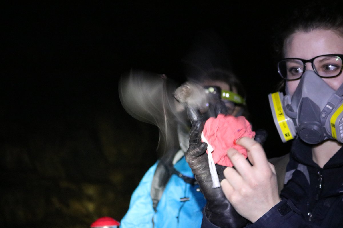 nicolettarig's tweet photo. releasing #bats after a #nutritionalecology experiment in the lab #cavebats #anoura #mexico #michoacan #murciélagos #science #nutrition #nutrientbalancing https://t.co/aD4lF7hoq1