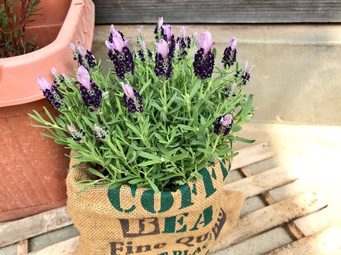 5ページ目 100均の鉢が便利 セリアやダイソーのおすすめ素焼き鉢やリメイク方法もご紹介 ダイソー Daiso Sumica スミカ 毎日が素敵になるアイデアが見つかる オトナの女性ライフスタイル情報サイト