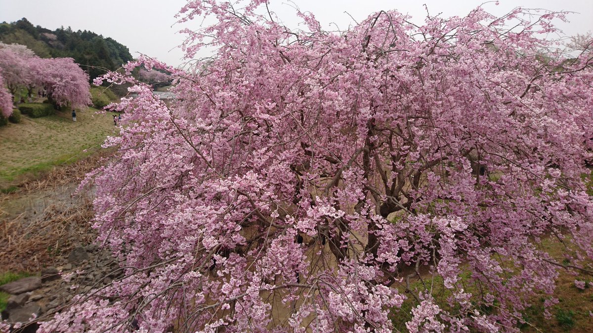 二本松寺 あじさいの杜 茨城県潮来市 先週 石岡市にある 常陸風土記の丘さくらまつり に行ってきました 関東でも指折りの桜の名所という話を聞いたので 天気がいまいちだったので あまりいい写真は撮れなかったんですが 雰囲気だけでも 二本松寺