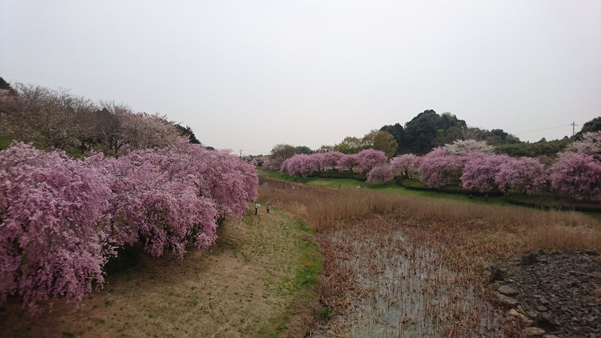 二本松寺 あじさいの杜 茨城県潮来市 先週 石岡市にある 常陸風土記の丘さくらまつり に行ってきました 関東でも指折りの桜の名所という話を聞いたので 天気がいまいちだったので あまりいい写真は撮れなかったんですが 雰囲気だけでも 二本松寺