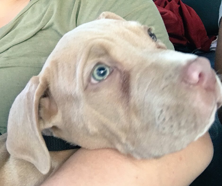 brittherreraa's tweet photo. My brother and I really just got a dog without my parents knowing... #GettingKickedOut https://t.co/pEeox1n6mh
