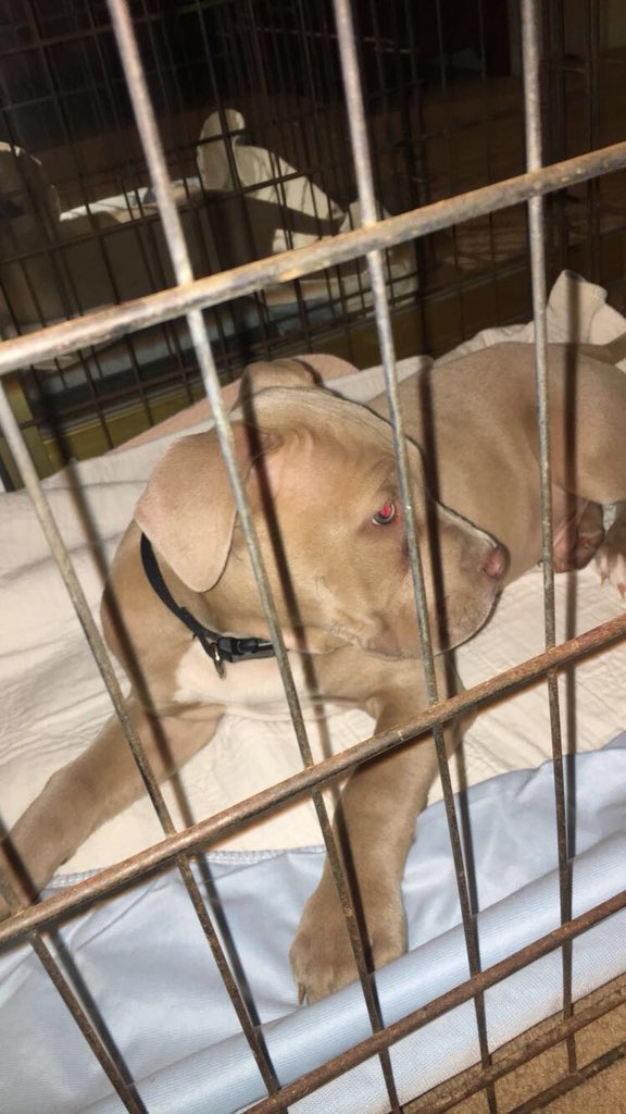 brittherreraa's tweet photo. My brother and I really just got a dog without my parents knowing... #GettingKickedOut https://t.co/pEeox1n6mh