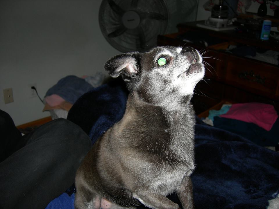 MorrCowbells's tweet photo. Oh Buttons, you were the bestest https://t.co/QpHqHFsh2t