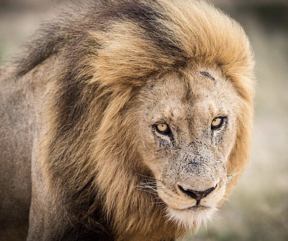 Coach Hines 🇺🇸 tweet media