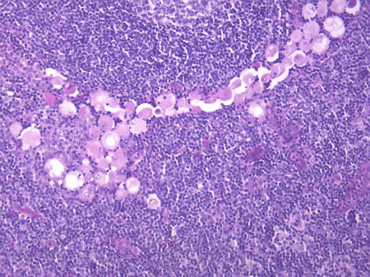 Gerônimo Jr. tweet media