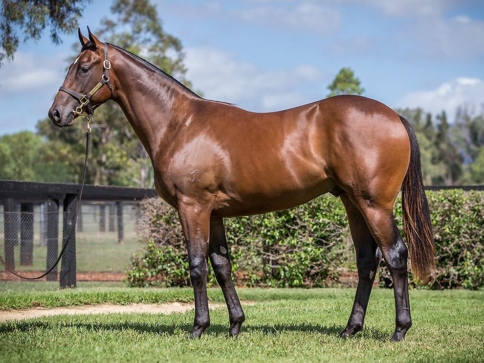 Aushorse_TBA's tweet photo. Shadwell Stud chime in again with $1.4 million for the Yarraman Park consigned colt from SP I Am Invincible mare, Tetsuko, a close relation to Champion South African 2YO Filly Entisaar #Lot399 at the 2018 Inglis Australian Easter Yearling Sale https://t.co/wILD7SwTVX