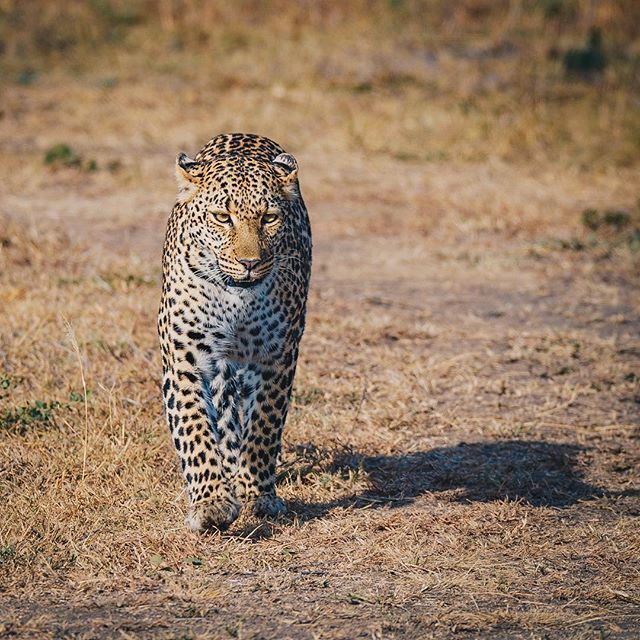 OneTouchMediaKe's tweet photo. Thanks for joining me here it’s been great just sharing a couple of images with you ... @stevekitots signing out 👋🏾 https://t.co/Srbe1xNHQ6 https://t.co/b7ejfe5Awm