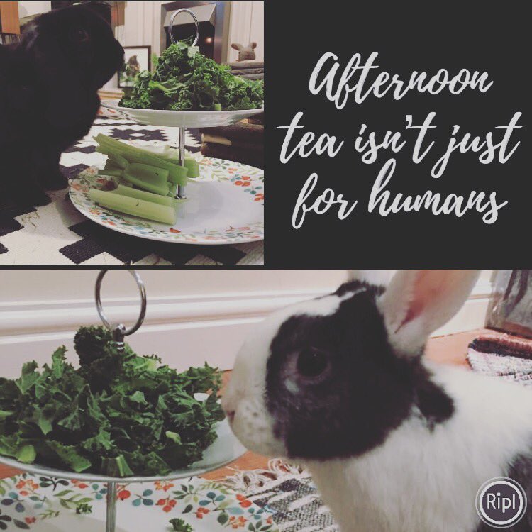 awkward_teapot's tweet photo. last night we went to a wonderful home and did afternoon tea for 2 bunnies 🐰 it was the cutest thing💕 
#htlmp #bunny #rabbit #bunnyrabbit #cute #perfect #kale #rabbits #food #chester #afternoontea #animals #pets #potd #happiness #smallbusiness #chesterbusiness #wirralbusiness https://t.co/vW5z3FqF0i