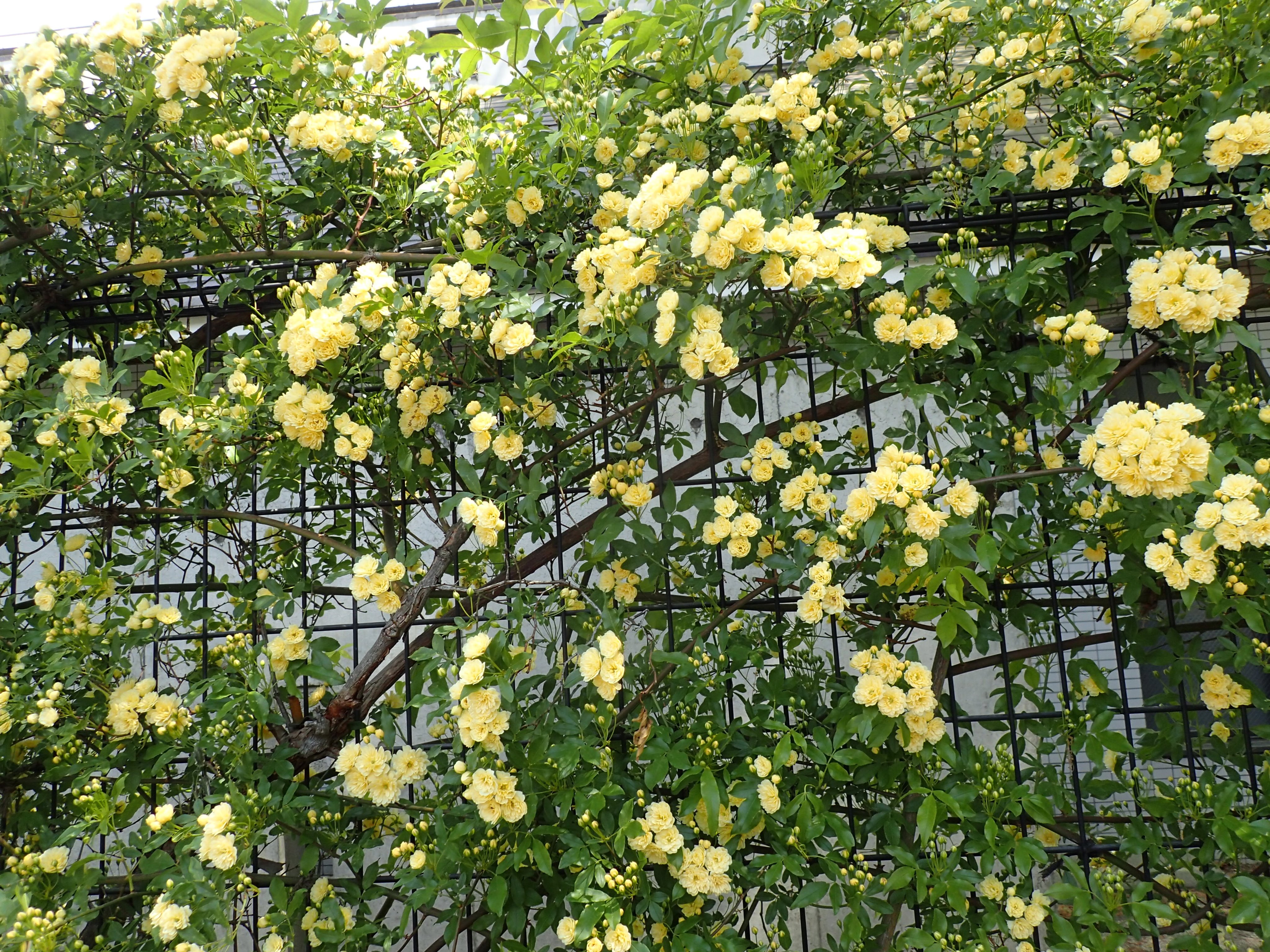 都立府中の森公園 キモッコウバラ サービスセンター西側フェンスに誘引している キモッコウバラ が開花中です 満開までもう少し ロゼット咲きの淡いクリーム色の房咲きで たわわに咲いています T Co I55lwezzuo Twitter